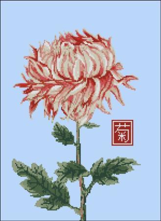 (image for) Japanese Chrysanthemum Red White